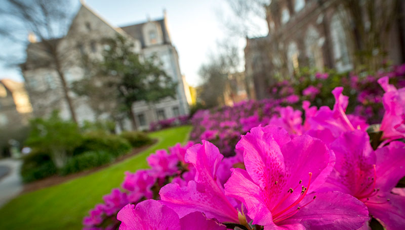 pink azaleas on campus