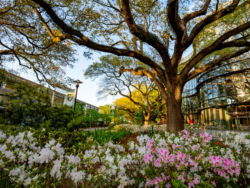 Campus oak trees