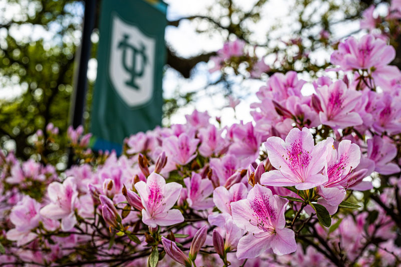 Green Tulane banner and pink azaleas on the uptown campus