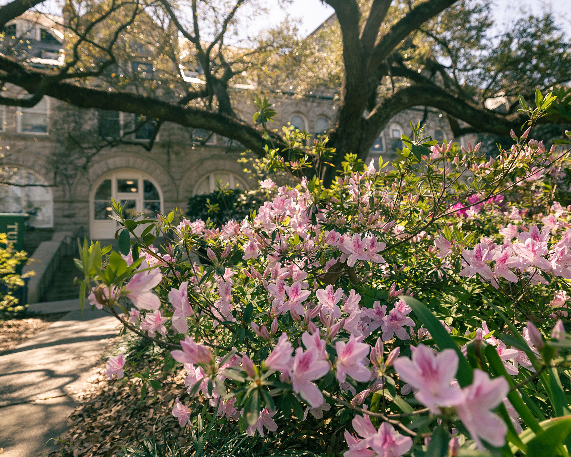 Tulane campus beauty shot in the spring.