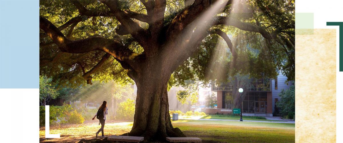 Student walks under oak tree on campus